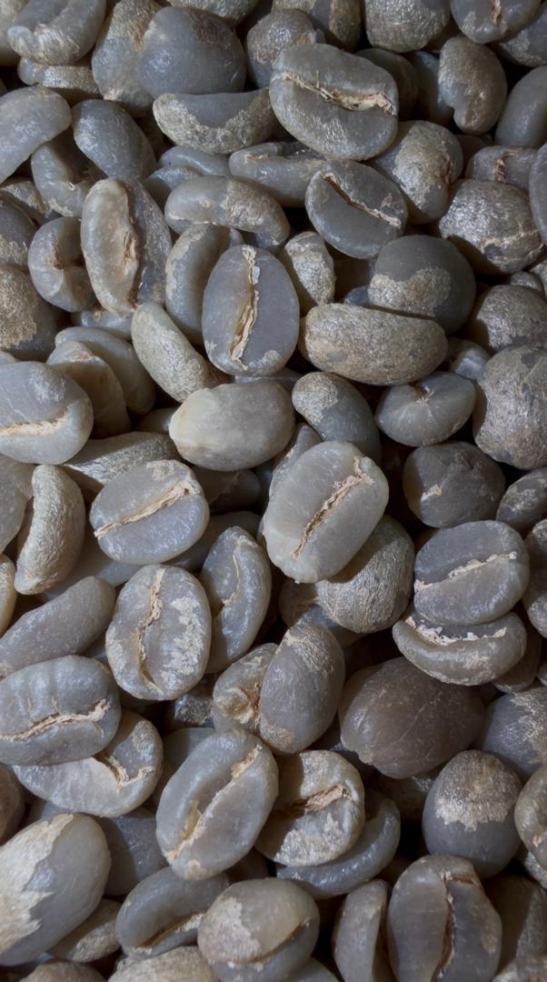 Close view of unroasted green coffee beans