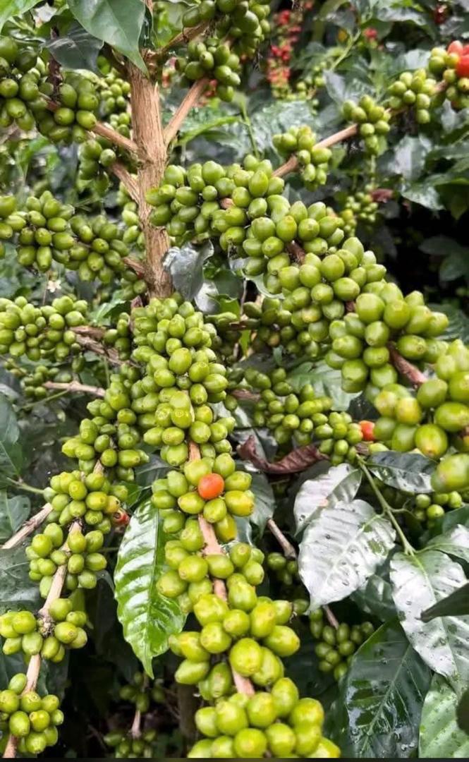 Green coffee cherries growing densely on a branch