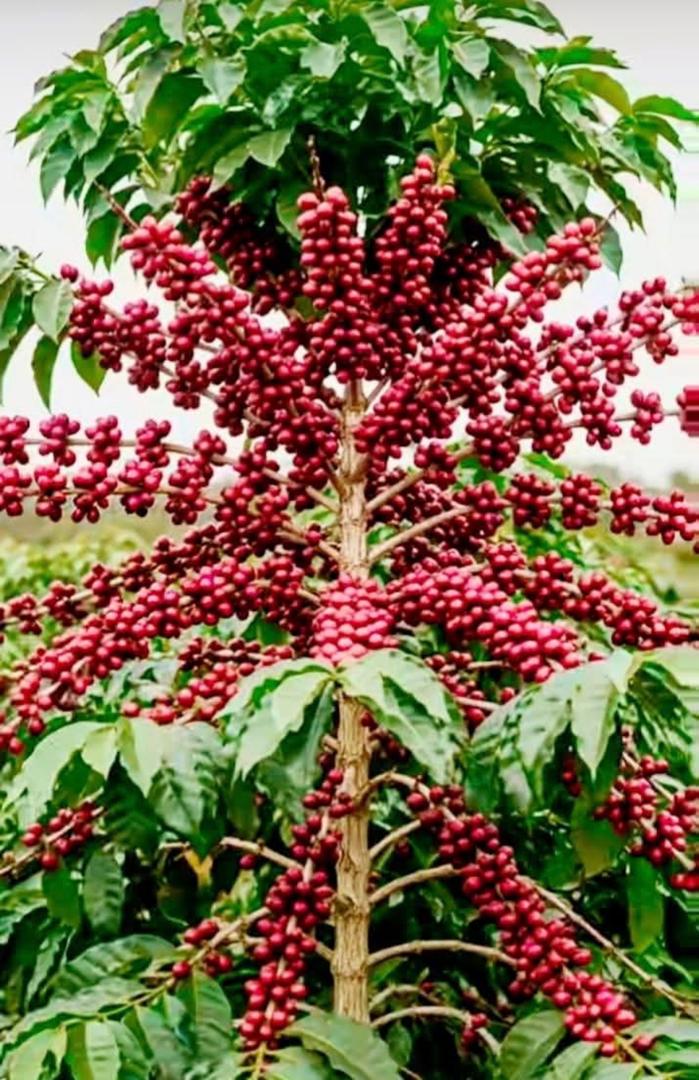 A coffee tree heavily laden with ripe red cherries